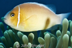 Close up Clown Fish - Chuuk by John Snyder 